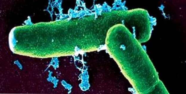 Top 30 Spots für Bakterien im Haushalt