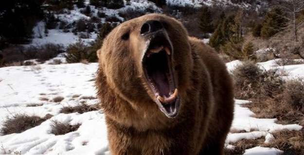Top 5 Tipps zum Überleben einer Bärenbegegnung (Tiere)