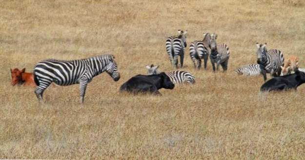 10 dieren leven gelukkig op onverwachte plaatsen (Dieren)