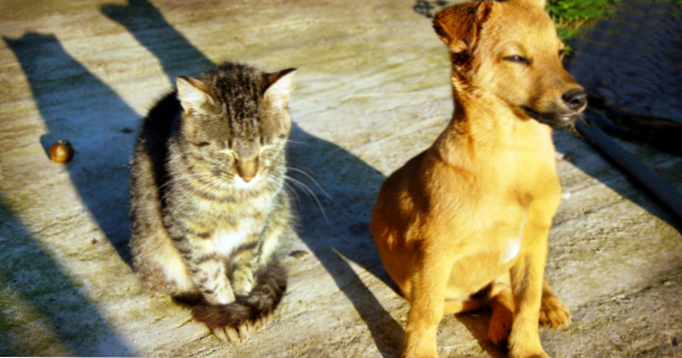 10 Dieren die de loop van de geschiedenis veranderden (Dieren)