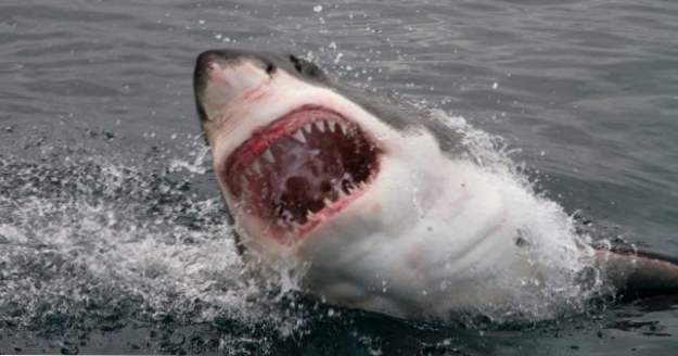 10 Craziest Living Things Swallowed By Sharks (djur)