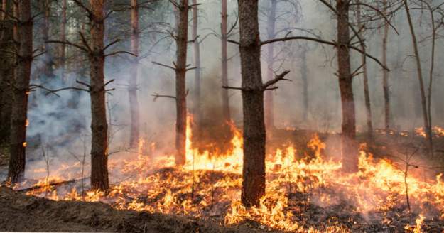 10 beslut med bismässigt oväntade konsekvenser (Konstiga saker)