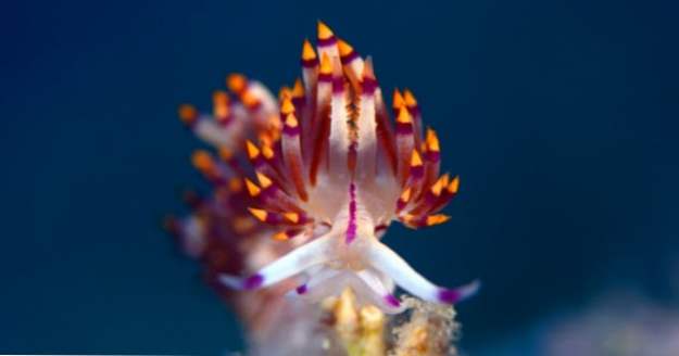 10 Shockingly Small But Adorable Aquatic Creatures (djur)