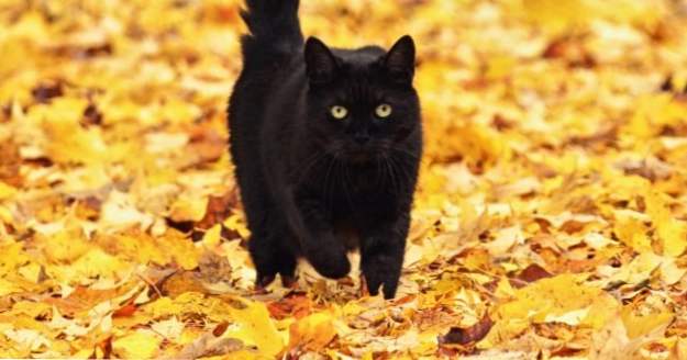 10 Tall Tales About Black Cats (Divné věci)