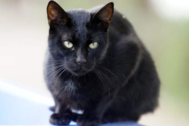 černá kočička koketování bigdick pics