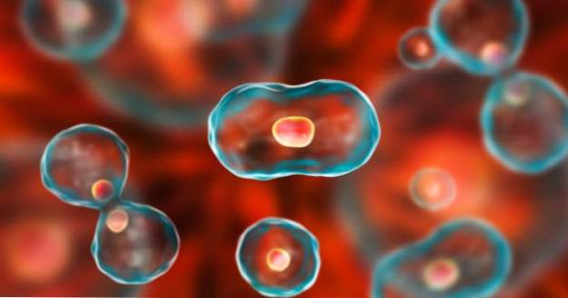 10 Möglichkeiten, wie Stammzellen die medizinische Forschung vorangetrieben haben (Gesundheit)