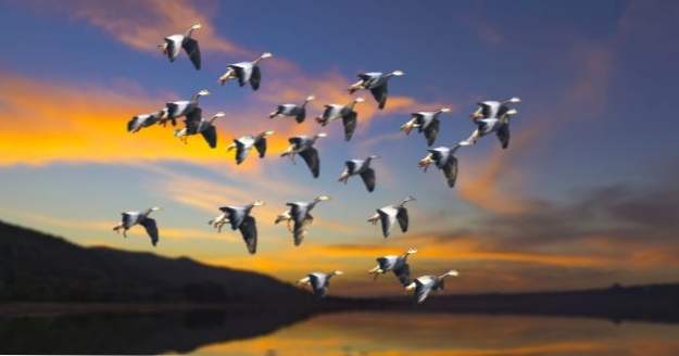 15 Zvláštní mýty a fakta o migrujících ptácích (Zvířata)