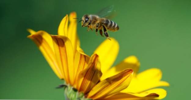 Top 10 vědeckých a historických faktů o včelách