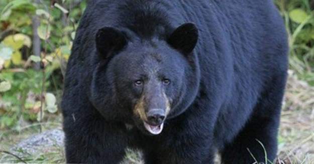 Top 10 neobvyklých způsobů, jak lidé přežili Bear útoky