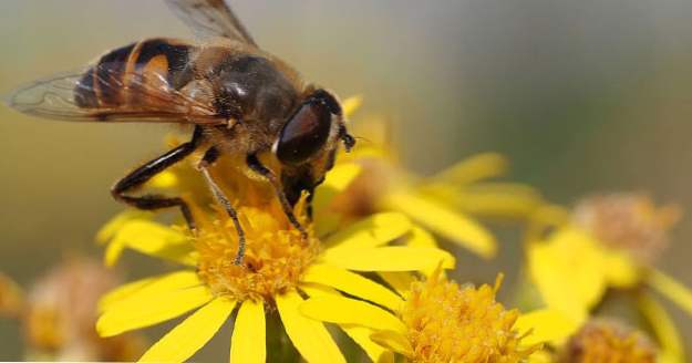 10 vackra blommor som dödar i skrämmande sätt (Hälsa)