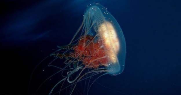 10 Usi affascinanti per le meduse (Animali)