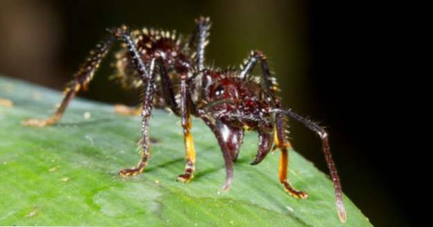 10 schrecklichsten Insekten der Welt (Tiere)