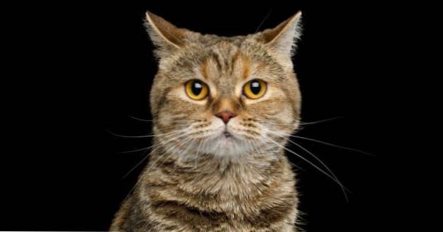 10 unerhörte Geschichten über das Leben von Katzen auf seltsame Weise gerettet (Tiere)