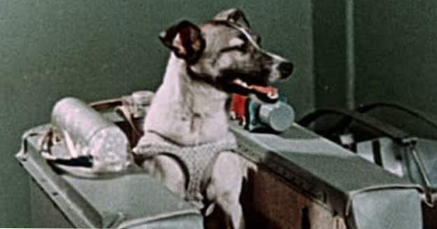 10 tragische Fakten über Laika, den ersten Hund im Weltall