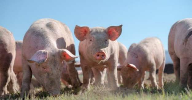 10 seltsame Geschichten über Schweine aus der Geschichte (Tiere)