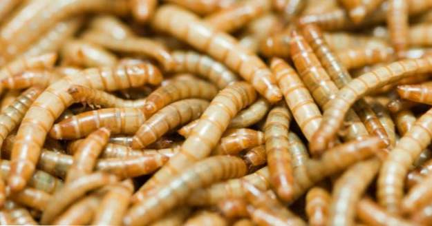 10 Würmer, die von Menschen benutzt werden (Tiere)