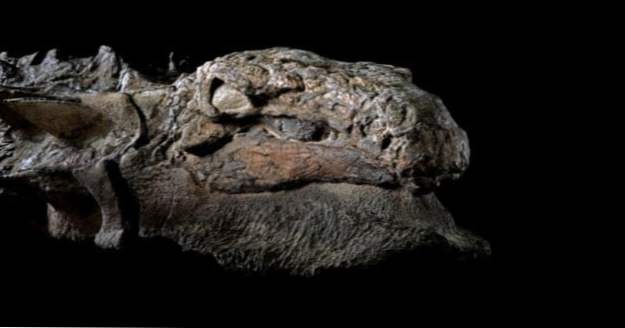 Top 10 des fossiles de dinosaures figés dans le temps (Notre monde)