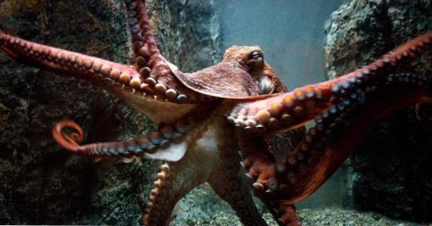 10 Crazy Old Reports Of Octopus Attacks (djur)