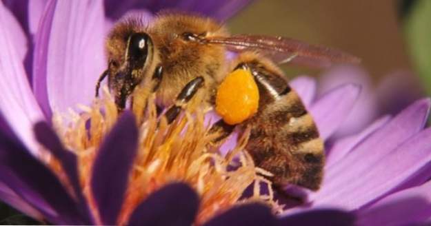 10 Dinge, die für immer verschwinden werden, wenn die Bienen sterben (Unsere Welt)