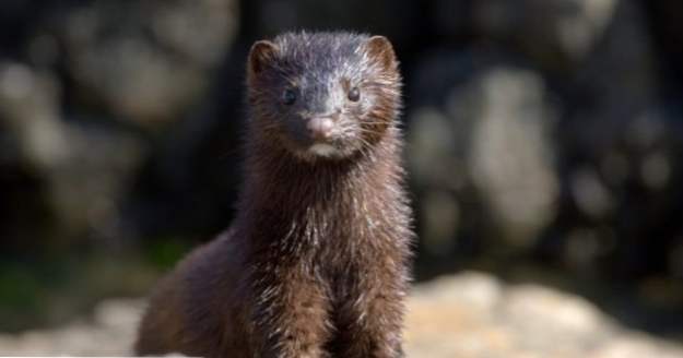 10-mal haben Tierrechtsaktivisten Tiere zum Leiden gebracht