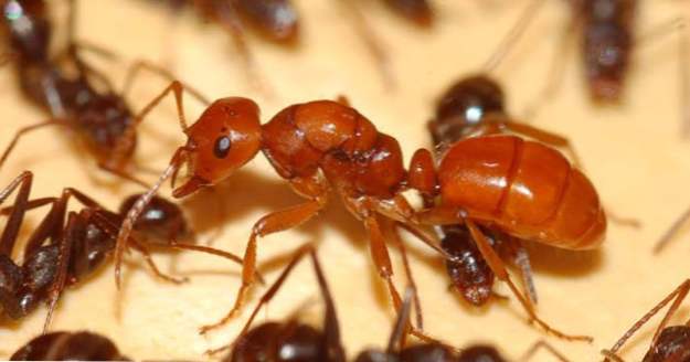 Top 10 Fakten, die Ameisen beweisen, sind böse (Tiere)