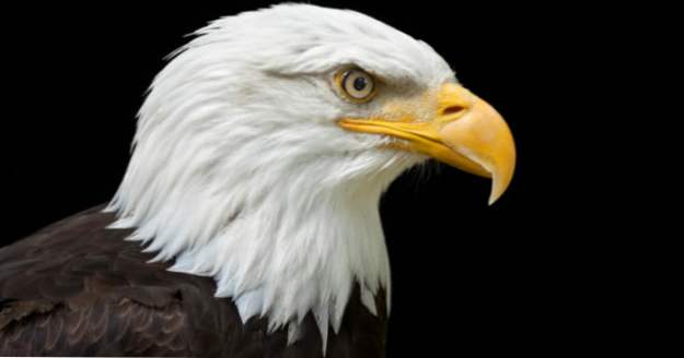 Top 10 datos fascinantes sobre las águilas