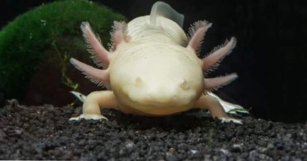 Top 10 faktů o záchvatech o Axolotlech