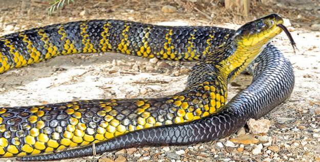 Top 10 serpientes más venenosas