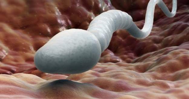 Top 10 esperma más extraño en el mundo