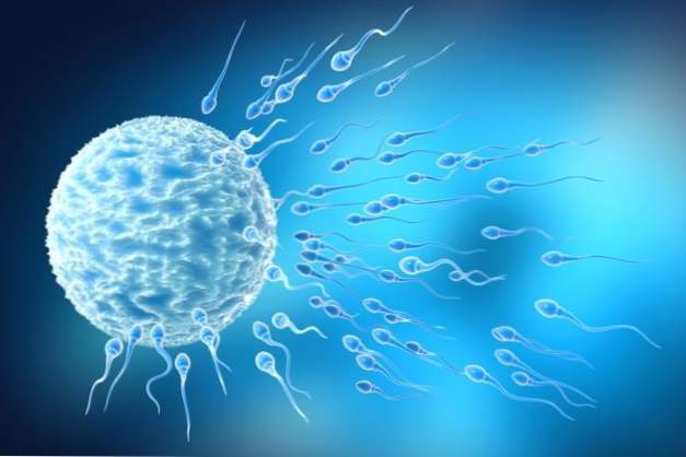 Hur länge kan spermier leva i slidan