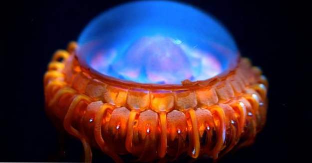 Video 10 criaturas marinas que pertenecen a un planeta alienígena