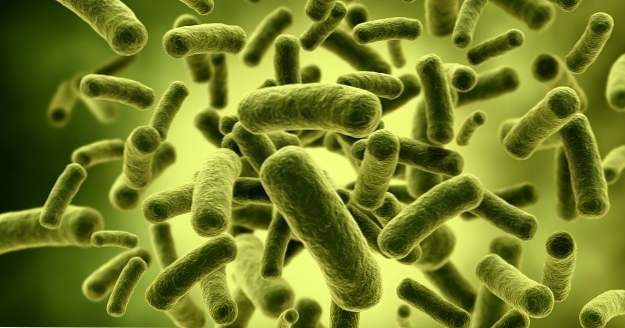 10 Bakterienkandidaten für die Biowaffe (Unsere Welt)