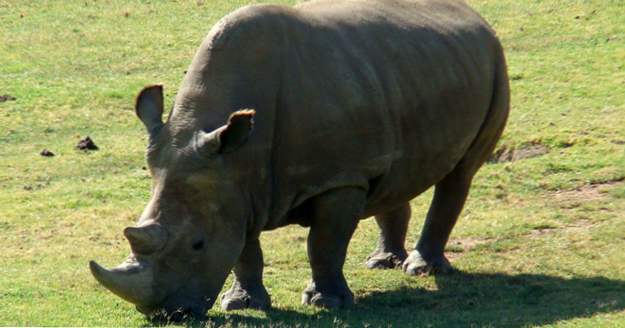 10 bahnbrechende Ideen zur Bekämpfung der afrikanischen Wilderei (Tiere)