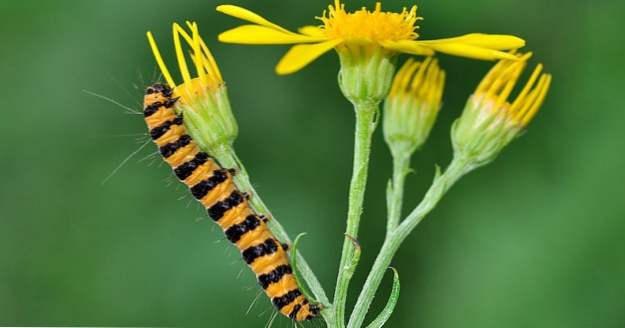 10 strategie intriganti nella guerra tra piante e insetti (Il nostro mondo)