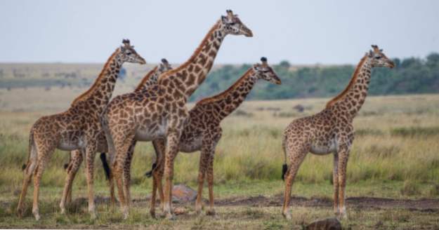 10 Geheimnisse der Natur, die endlich gelöst sind