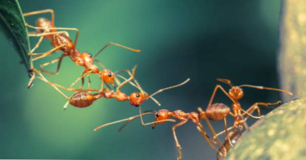 10 neueste Erkenntnisse aus der faszinierenden Welt der Ameisen (Tiere)