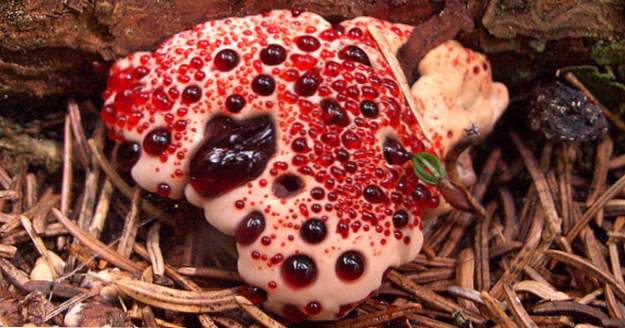 Los 10 mejores hongos de aspecto más espeluznante