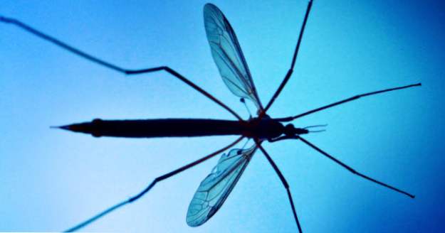 Los 10 principales impostores de insectos fascinantes
