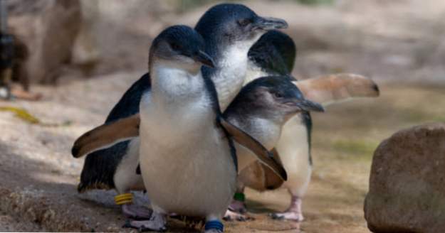 10 geweldige dieren waarvan je niet verwacht dat je ze in Australië zult vinden (Dieren)