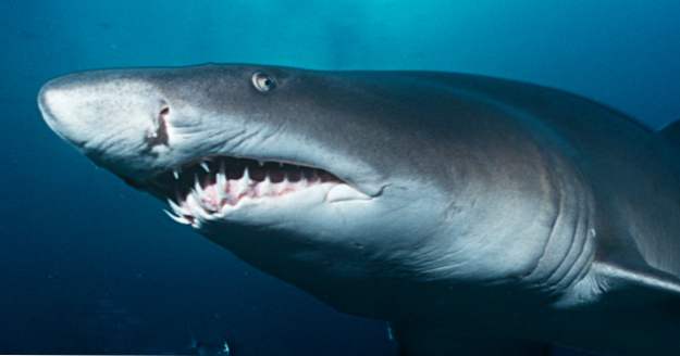 10 Crazy Ways Sharks kommer att förvåna dig (om du inte blir för nära) (djur)