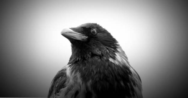 10 Crows och Ravens från World Religion (Religion)