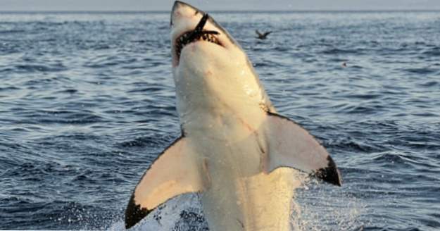 10 Savage Truths About Shark Attacks (djur)