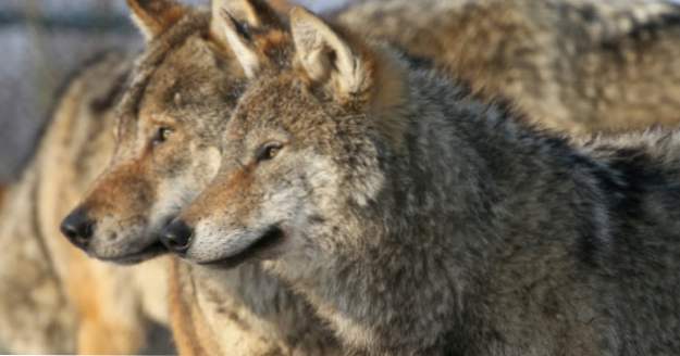 10 loups et loups-garous étranges paniques de l'histoire (Trucs bizarres)