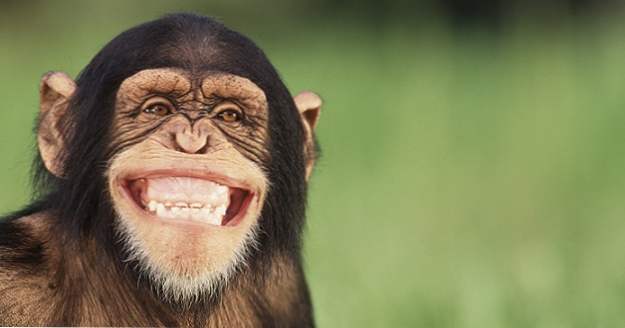 10 Möglichkeiten, wie Affen mehr sind als wir, als wir denken (Tiere)