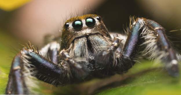 10 Möglichkeiten, wie Spinnen einfach missverstanden werden (Missverständnisse)