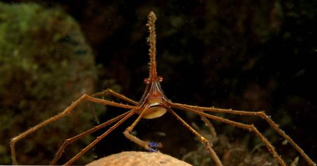 10 seltsame und wunderbare Arten von echten Krabben (Tiere)