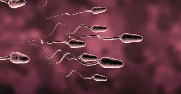10 esperimenti strani usando lo sperma animale (Animali)