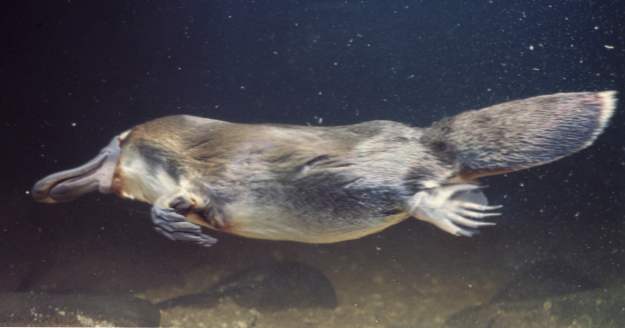 10 Bizarre Fakta om Duck-Billed Platypus (djur)