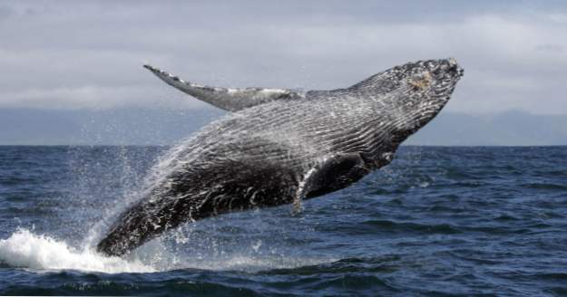 10 Mer Ridiculously rare fakta om hval (dyr)