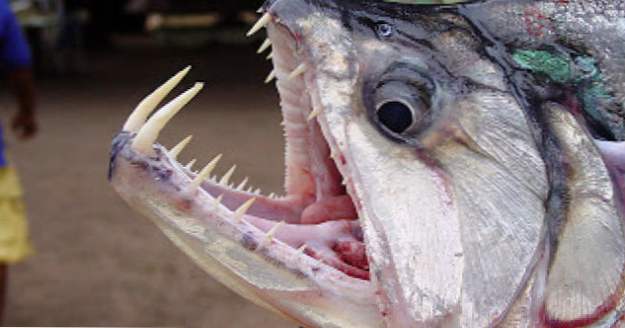 10 créatures terrifiantes du fleuve Amazone (Animaux)